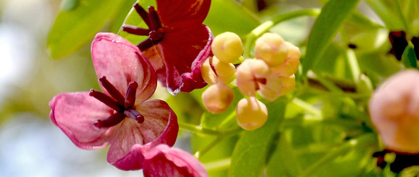 Niermann und Krampf - Gartengestaltung / Impressum